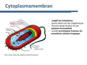 Cytoplasmamembran