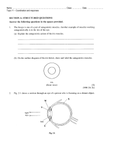 Coordination & Responses: Iris Muscles Worksheet