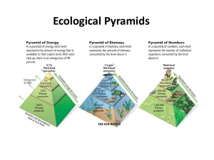 Ecological Pyramids &  Energy Flow