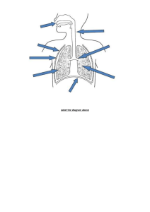 Lung-Diagram