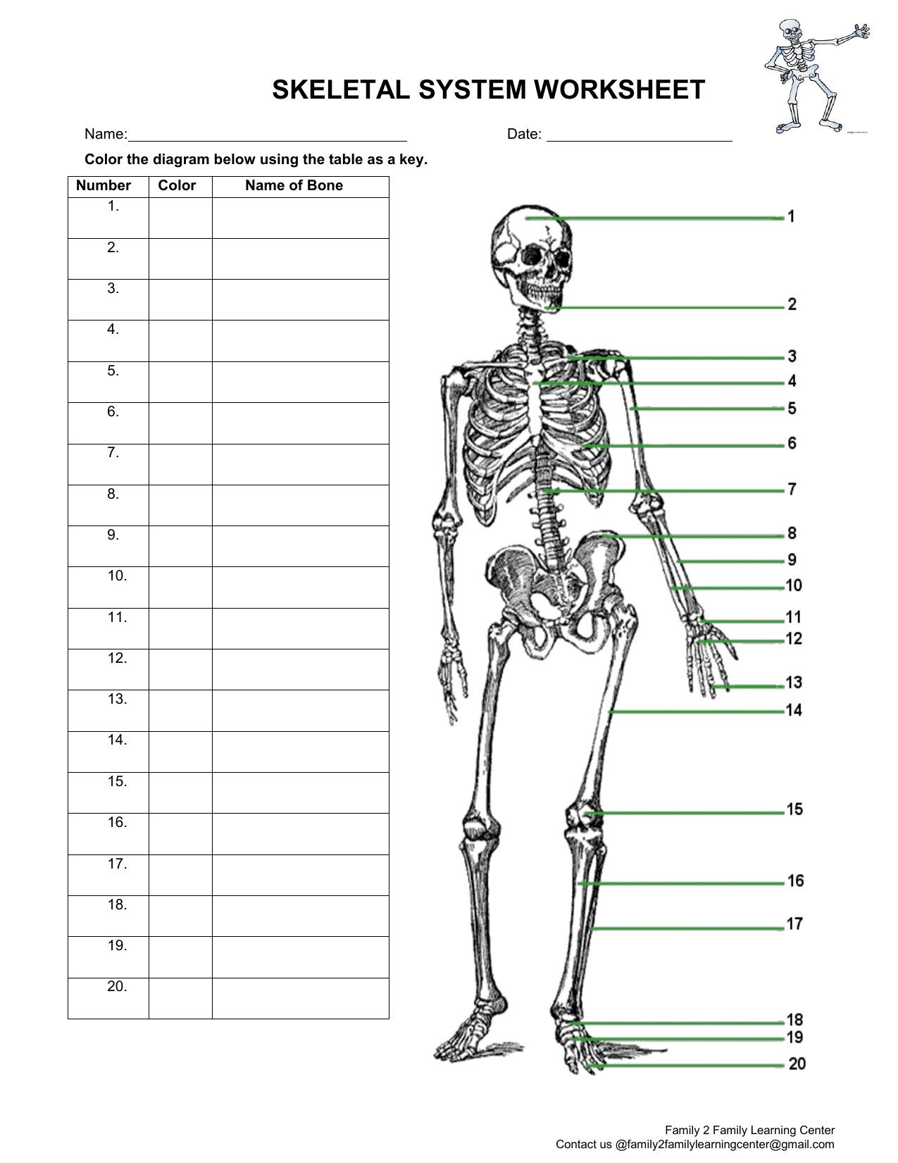 SkeletalSystemWorksheet-11 Throughout Appendicular Skeleton Worksheet Answers