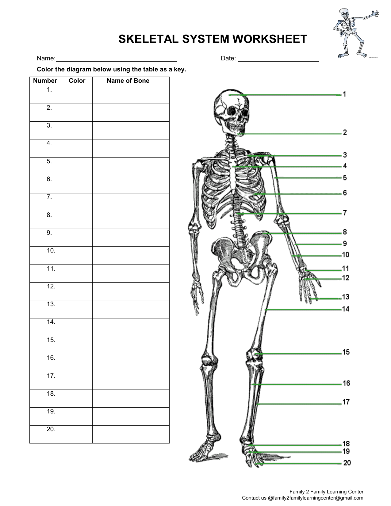 SkeletalSystemWorksheet-20 With Regard To The Skeletal System Worksheet