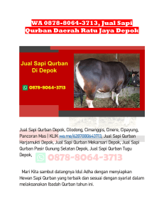 WA 0878-8064-3713, Jual Sapi Qurban Daerah Ratu Jaya Depok