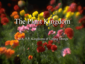 PlantKingdom