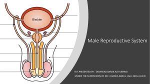 Male Reproductive System(4)