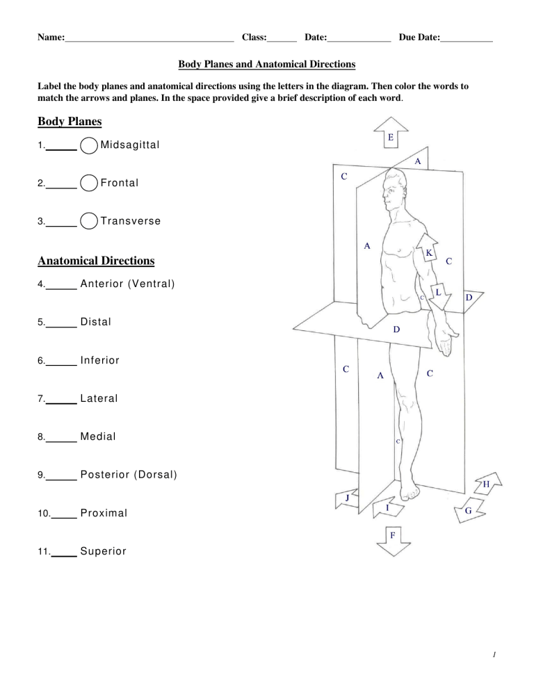 body-planes-and-anatomical-directions-worksheet-printable-word-searches