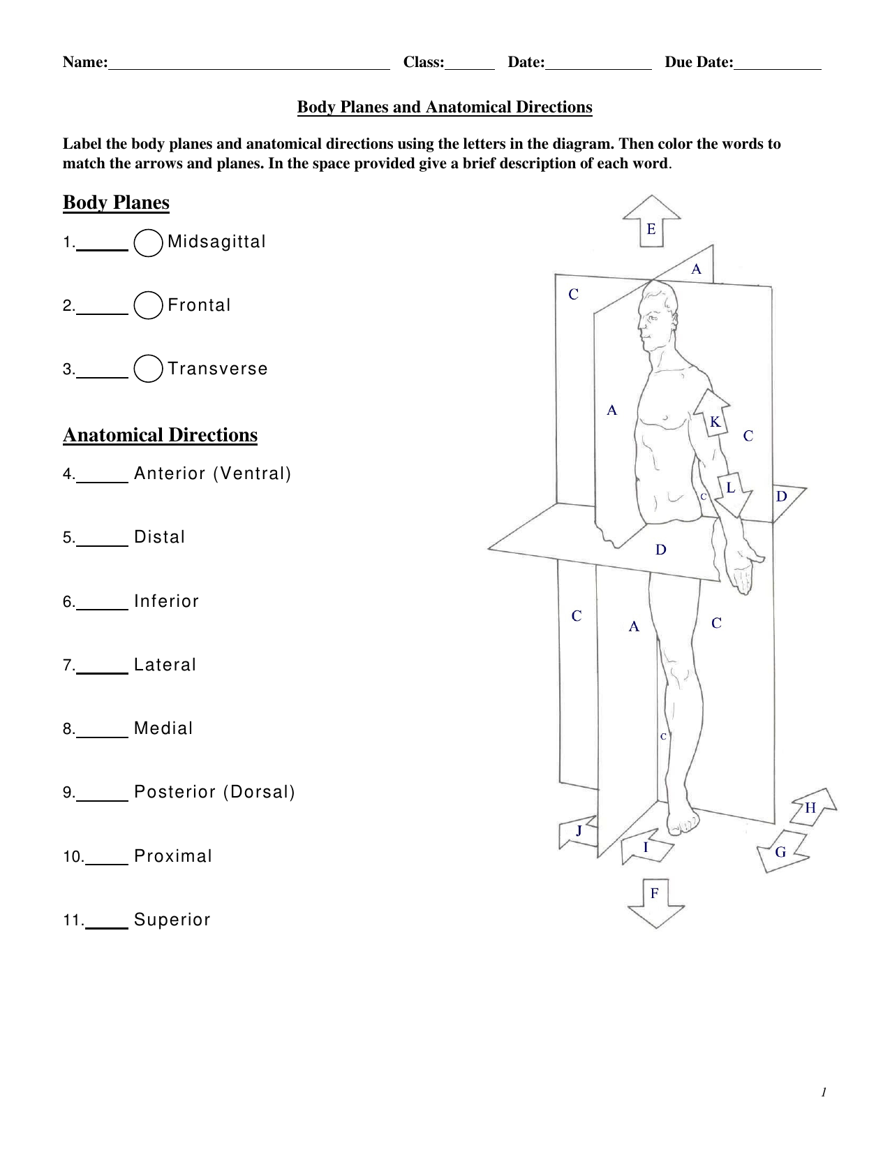 Anatomical Directions Worksheet Worksheets For Kindergarten