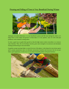Tree Services nsw, Tree Lopping, Tree Pruning, Tree Removal Kellyville