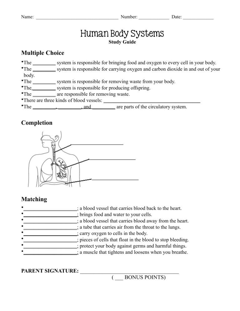 HUMAN BODY SYSTEMS REVIEW