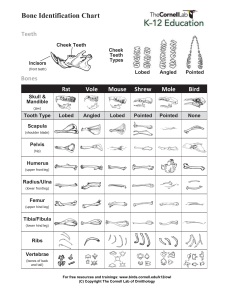 Owl Pellet Bone Identification Guide