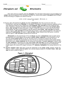 chloroplasts and mitochondria - Google Docs