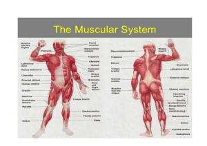 Muscle Diagram