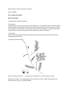 Plant Species Information: Abrus, Achillea, Gastrodia, Jasminum