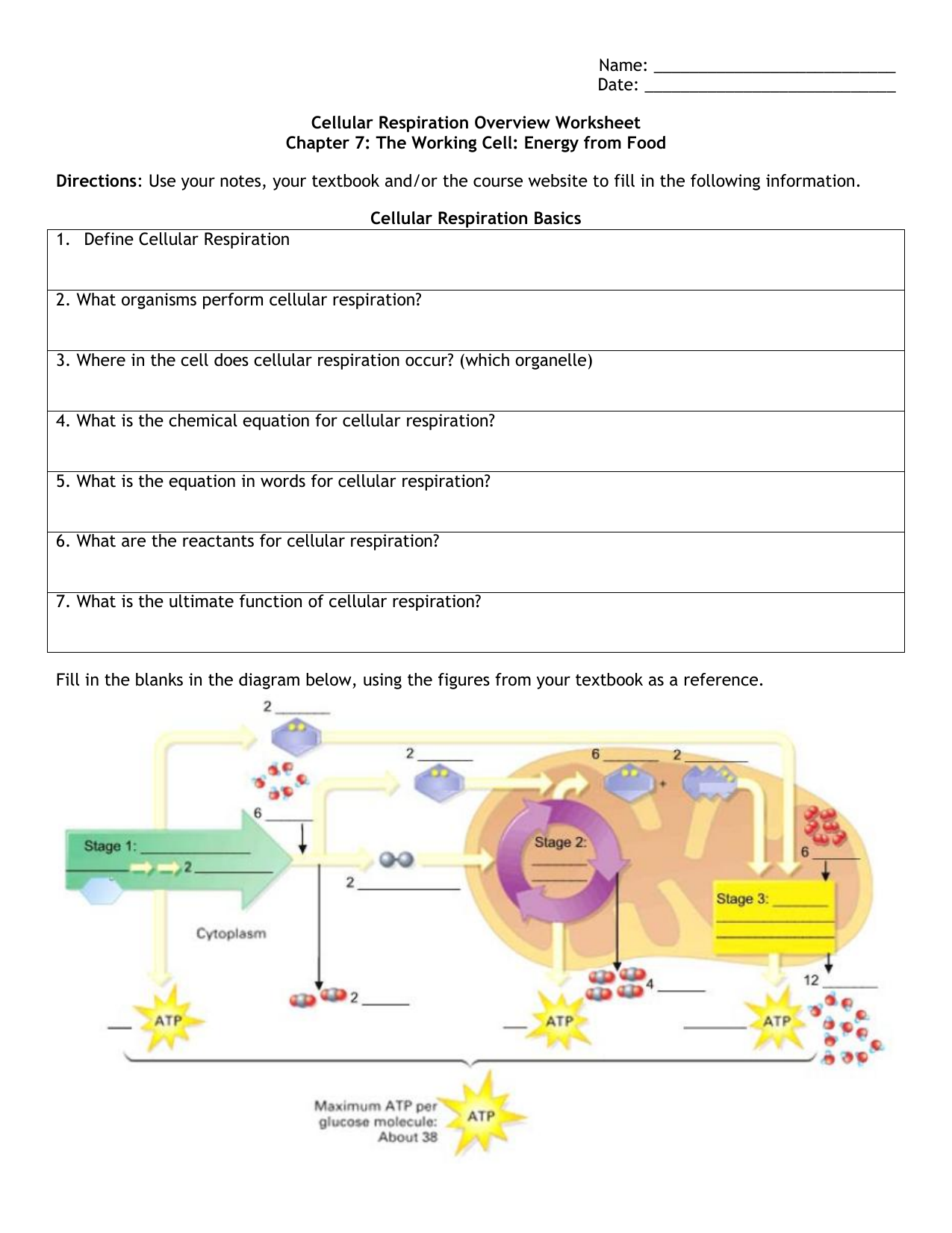 Cellular Respiration Overview Worksheet