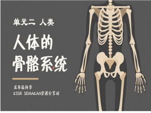 人体骨骼系统1