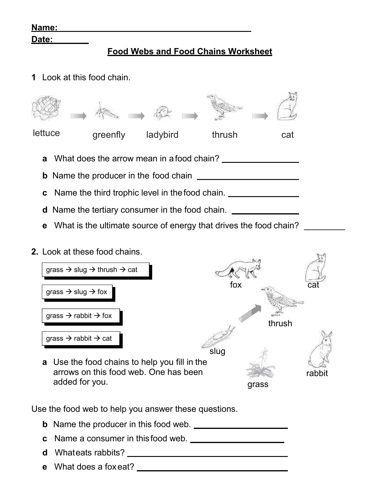 food webs and food chains worksheet answer key backpage
