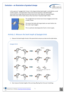 Squiggle+Bird+evolution illustration