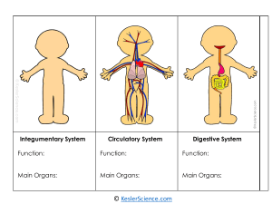 All Body Systems Graphic Organizer