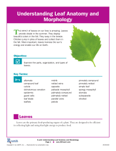 Understanding Leaf Anatomy and Morphology