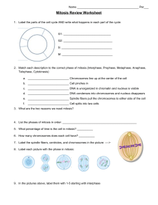 MitosisReviewWorksheet