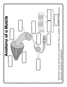 Anatomy of a Muscle