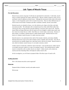 Lab Types of Muscle Tissue