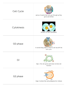 CellCycle Vocab