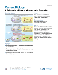 A eukaryote without a mitochondrial organelle