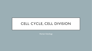 Practical class 2. Cell cycle. Cell division