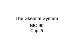 Ch 5 - Skeletal System