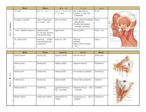 Muscle chart