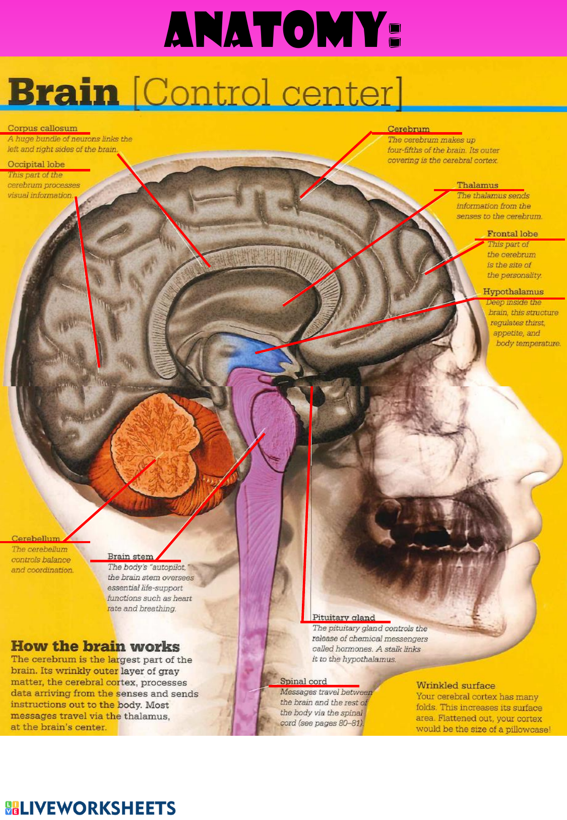 Parts Of The Brain And What They Control