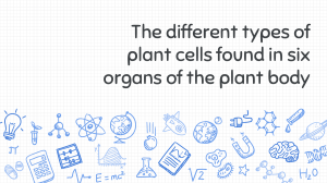 BIOLOGY PLANT CELLS