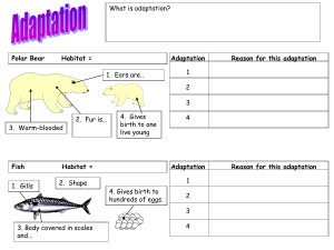 Animal Adaptation Graphic Organizer (3)