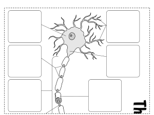 15 - Big Neuron and Synapse Foldable - Image and Boxes