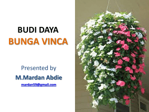 presentasi bunga vinca