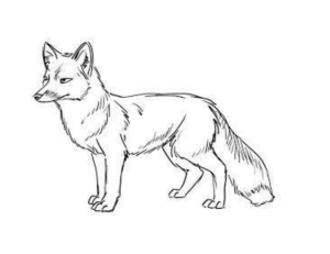 Fox line drawing