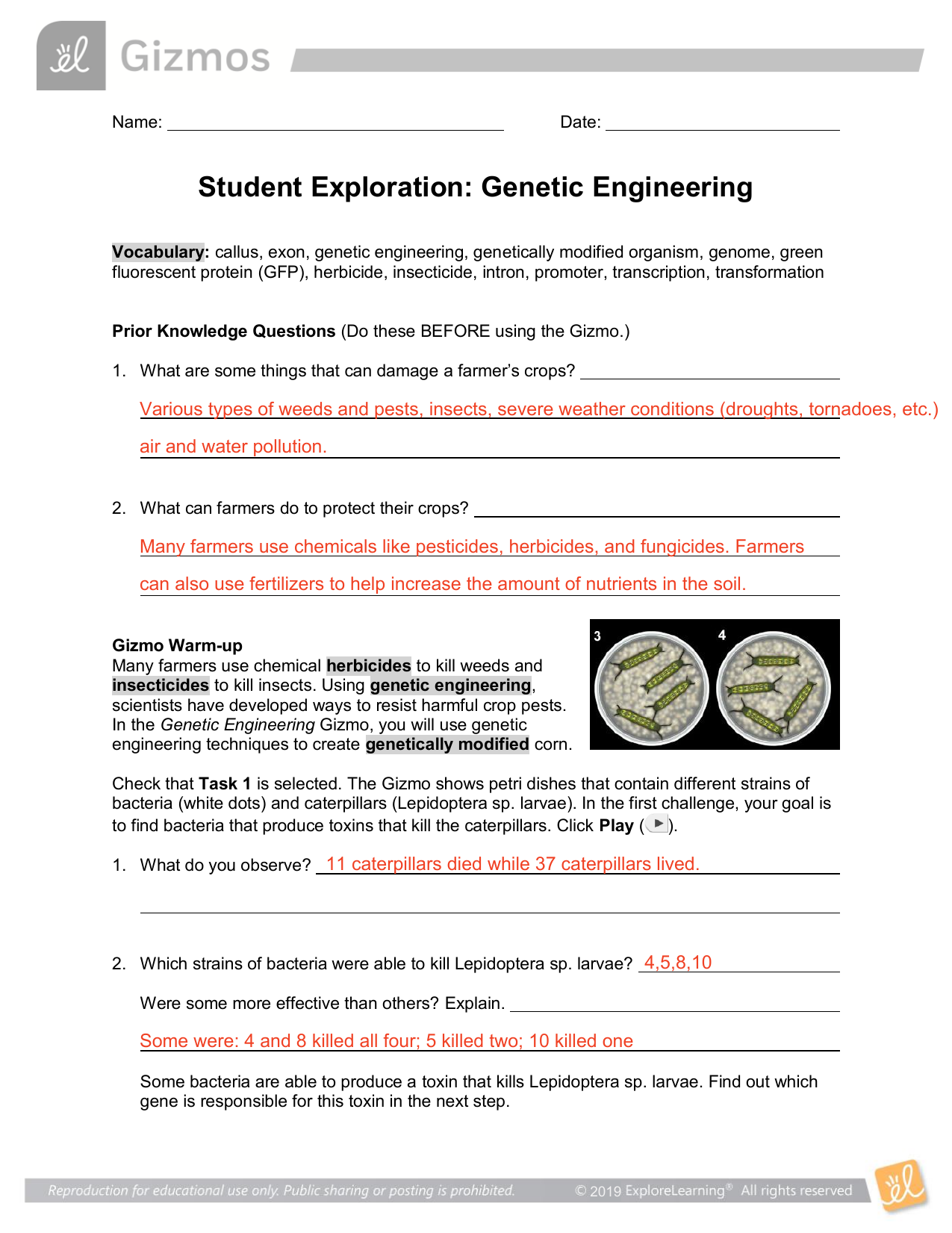 genetic engineering assignment pdf