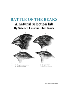 Battle of the Beaks!!!