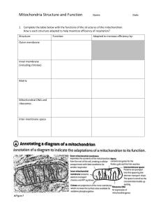 Mitochondria Structure and Function Note Blanks