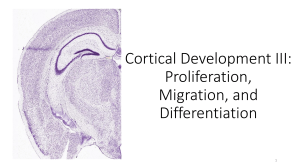 Cortical Development: Proliferation, Migration, Differentiation