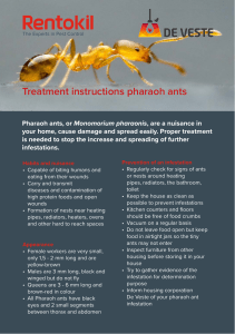 Instructions for treatment  Pharaoh Ants 