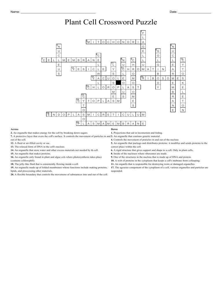 Plant Cell Crossword Puzzle Answer Key