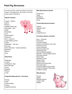 Fetal Pig Review Guide and Word List