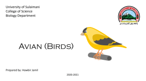 Presentation of birds