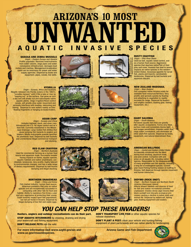 invasive-species-poster