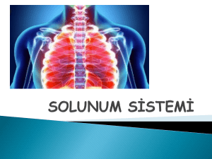 SOLUNUM SİSTEMİ the respiratory system