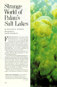 1981 - Strange World of Palau's Salt Lakes (Hamner)
