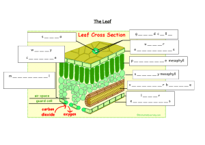 The leaf cross section labelling 