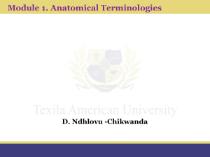 TAU Anatomical Terminologies